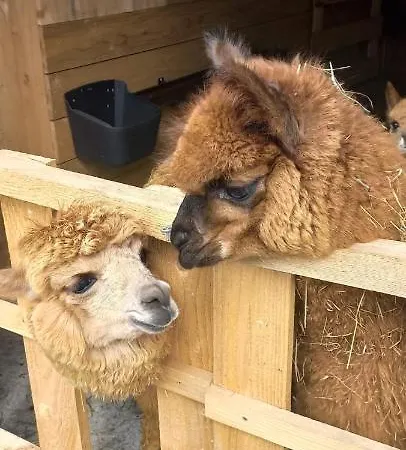 Goscinne Jurgowianka Jurgów