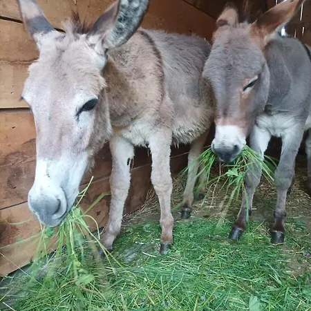 Goscinne Jurgowianka ファームステイ *