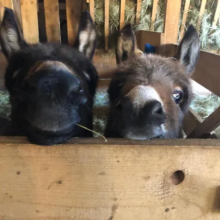 Goscinne Jurgowianka ファームステイ Jurgów