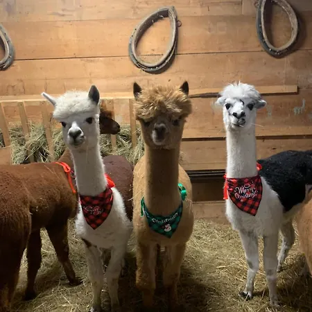 Goscinne Jurgowianka * Jurgów