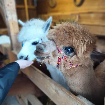 Goscinne Jurgowianka Jurgów