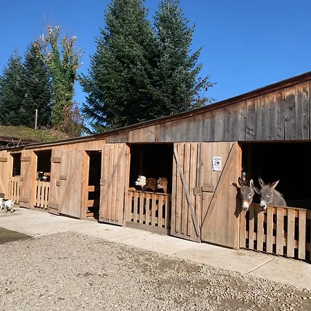 Goscinne Jurgowianka