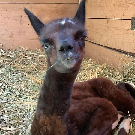 Κατάλυμα σε φάρμα Goscinne Jurgowianka Jurgów