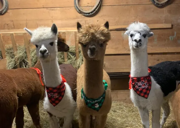 Goscinne Jurgowianka * Jurgów