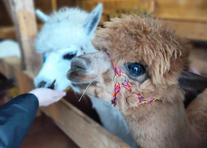 Goscinne Jurgowianka Jurgów