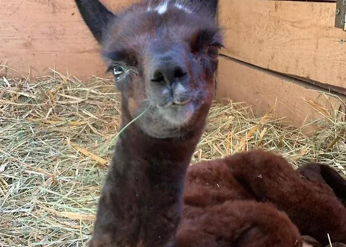 Κατάλυμα σε φάρμα Goscinne Jurgowianka Jurgów
