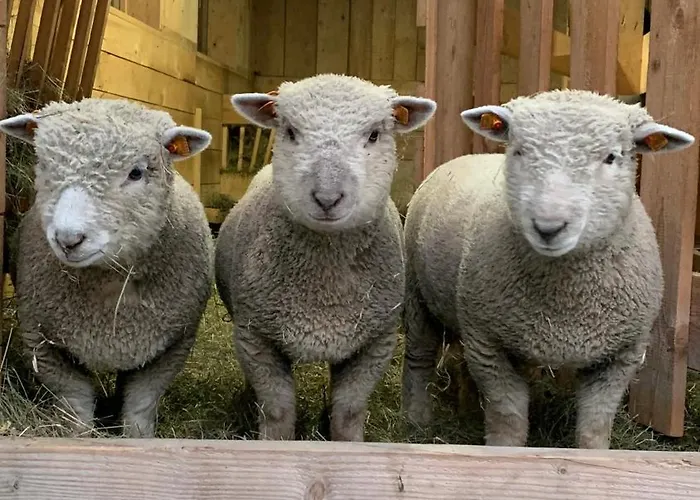 Goscinne Jurgowianka Jurgów